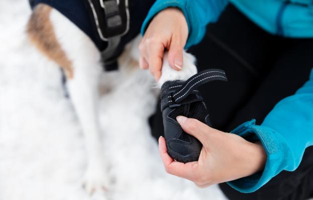 куче зима лапи