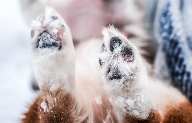 куче зима лапи