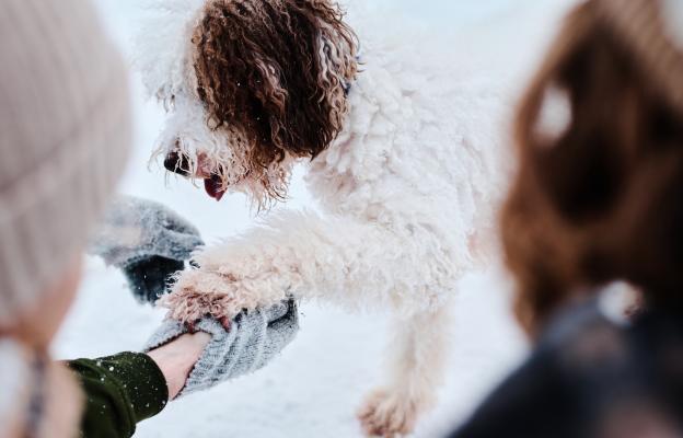 куче зима лапи