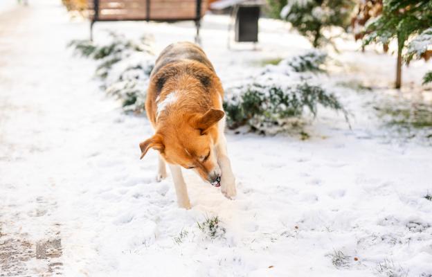 куче зима лапи