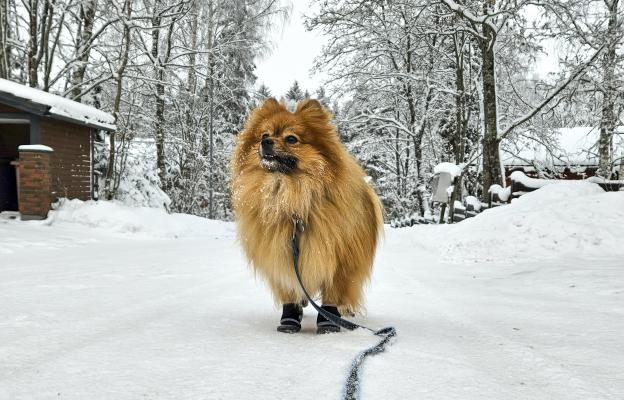 куче зима лапи