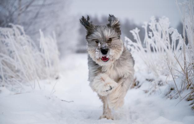 куче зима лапи