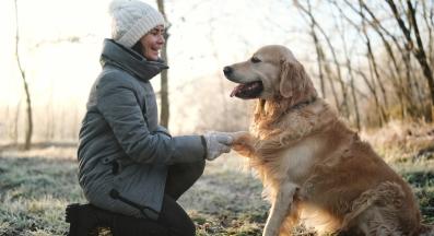 куче зима лапи