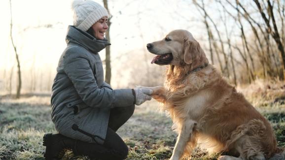 Как да защитим лапите на кучето си през зимата