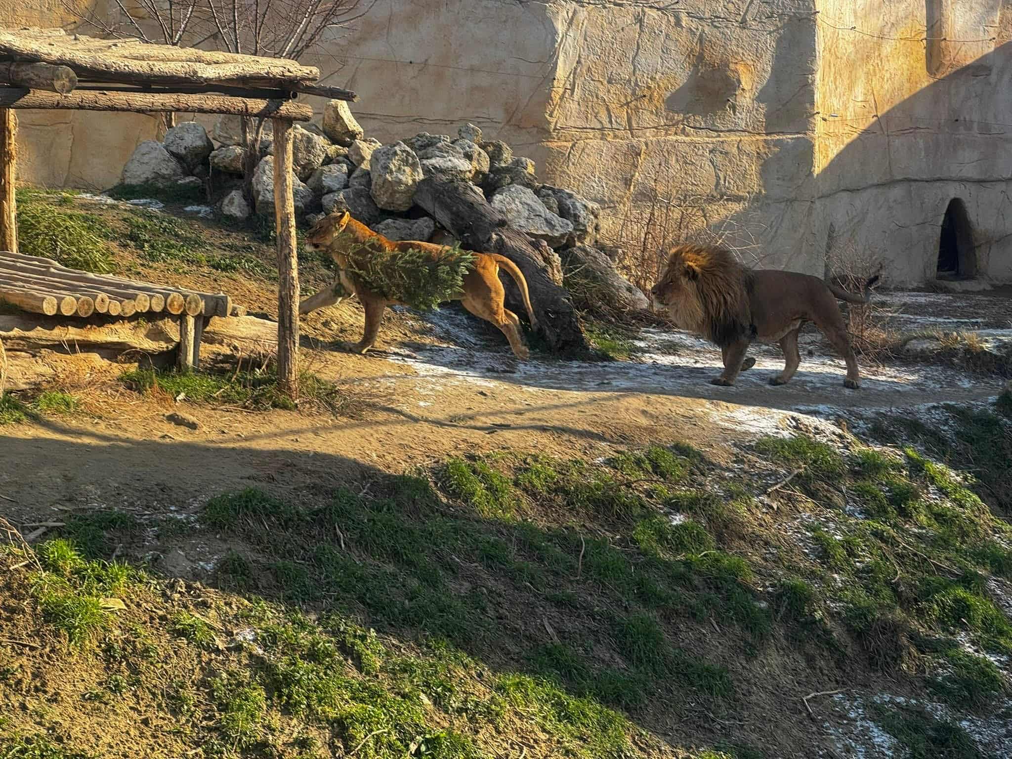 лъвове Варна