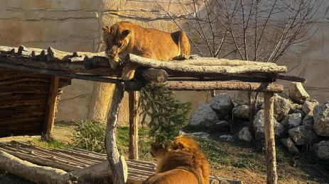 лъвове Варна