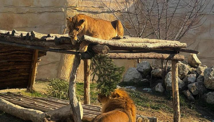 лъвове Варна - Лъвовете във Варна чакат… вашата стара елха!
