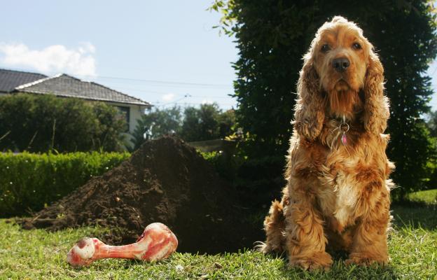 куче копае кости