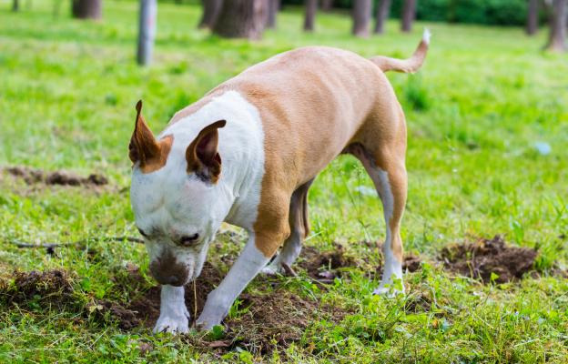 куче копае кости