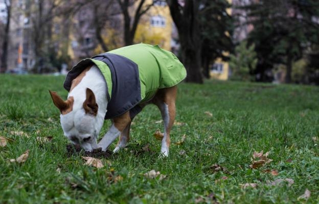 куче копае кости