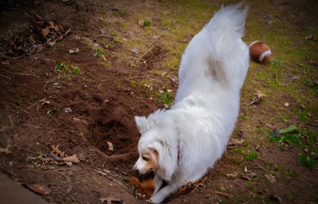 куче копае кости