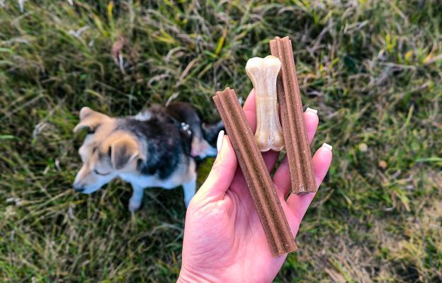 куче копае кости