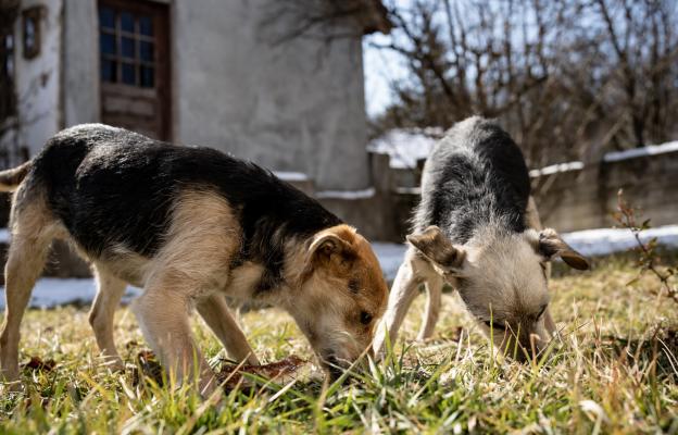 куче копае кости