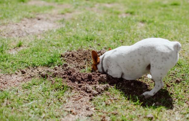 куче копае кости