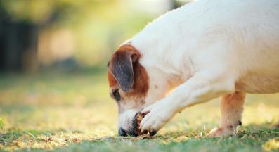 куче копае кости