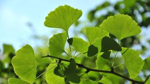 От Изтока до съвременната медицина: Билката, която събужда паметта