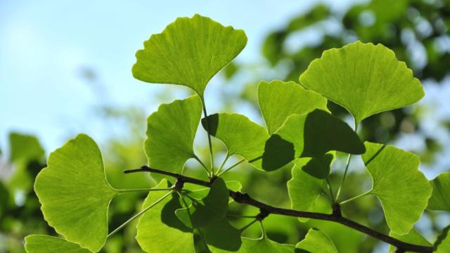 От Изтока до съвременната медицина: Билката, която събужда паметта