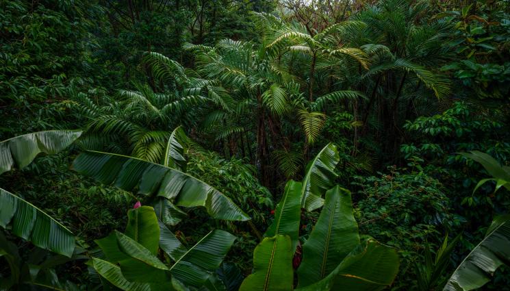 джунгла - ЗА ПЪРВИ ПЪТ: Невиждани кадри показват изолирано диво племе от Амазонка (СНИМКА+ВИДЕО)