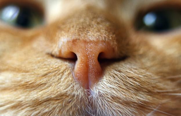 домашна котка