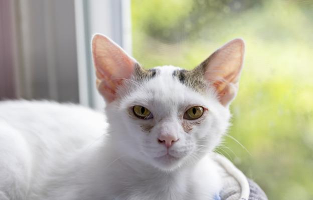 домашна котка