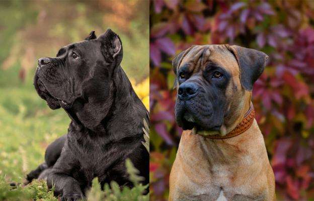 Кане Корсо и Бурбул