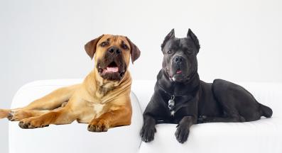 Бурбул и Кане Корсо