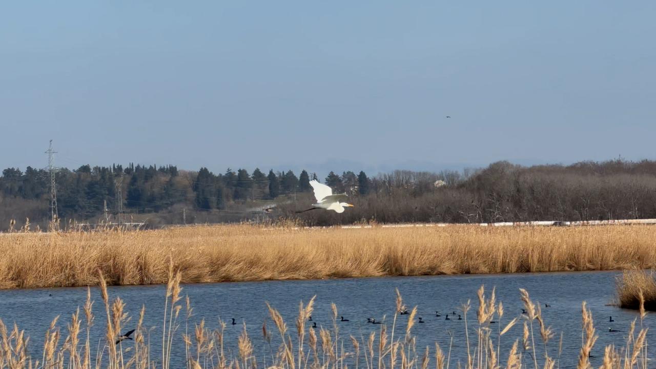 Среднозимно преброяване на водолюбивите птици