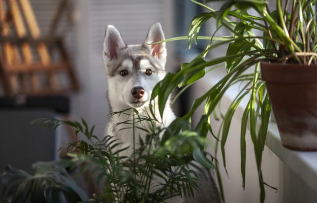 куче отравяне