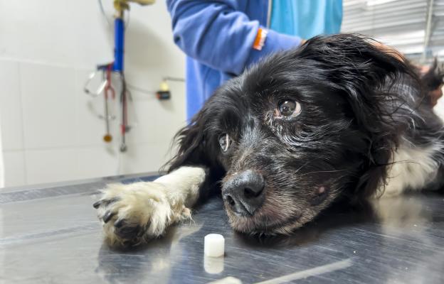 куче отравяне