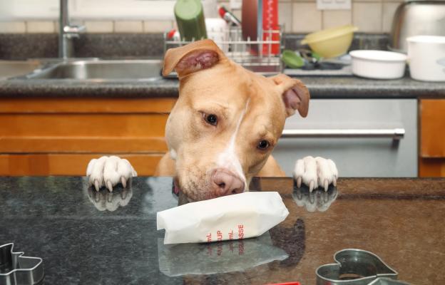 куче отравяне