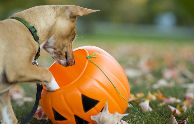 куче отравяне