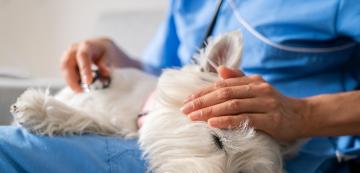 Какво да правим, ако кучето ни се натрови