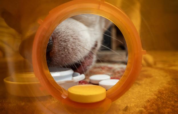 куче отравяне