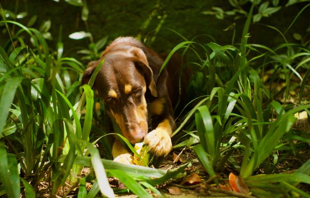 куче отравяне