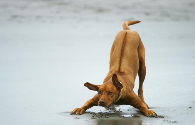 Родезийски риджбек