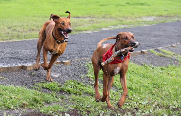 Родезийски риджбек