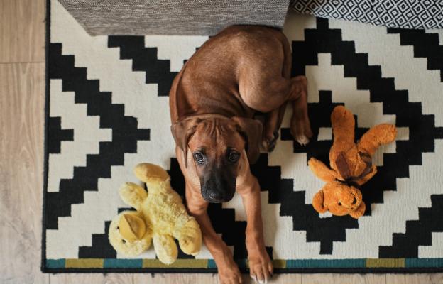 Родезийски риджбек