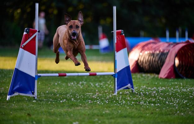 Родезийски риджбек