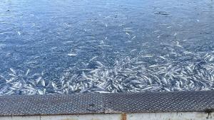 Сигнал за огромно количество умряла риба в предприятие за преработка