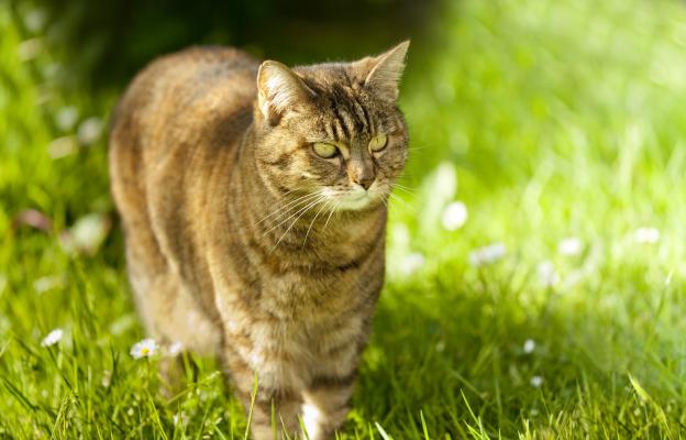 Котка навън