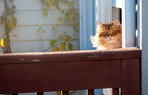 Котка навън