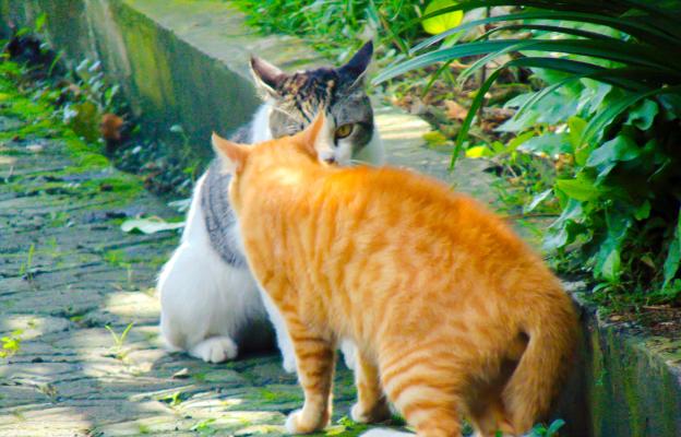 Котка навън