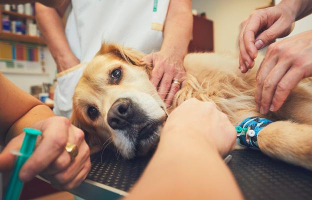 куче отравяне