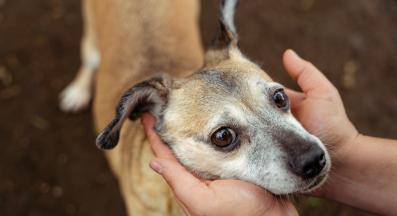 куче отравяне