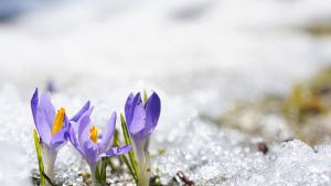 зима сняг цветя