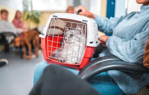 Котка на преглед при ветеринар