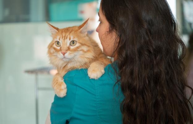 Котка на преглед при ветеринар