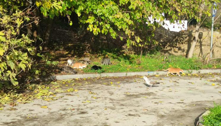 ь - Близо 200 улични котки са кастрирани, обезпаразитени и маркирани във Варна