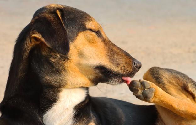 куче дъвче лапите си