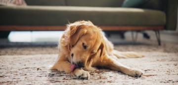 Защо кучето ми хапе лапите си